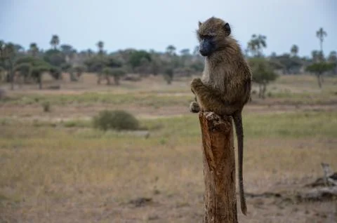 Monkey sitting on a log with the forest in the background Foto stock