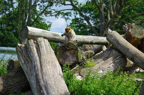 A monkey is sitting on a log in a forest Stock Photos