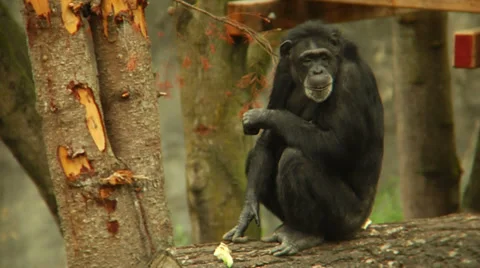 Monkey sitting on log, looking around. Stock Footage 33830605