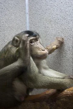Monkey sitting on a log at the zoo, closeup of photo Stock Photos