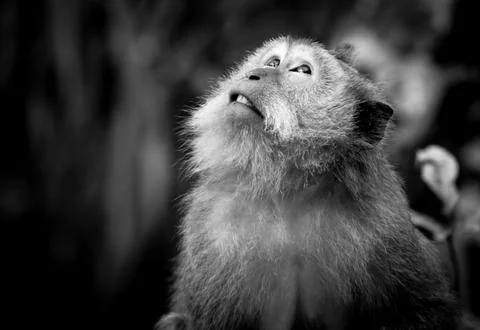 Monkey sitting looking up at the sky in black and white in uluwatu bali Stock Photos