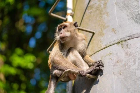 The monkey is sitting on the metal steps of the pipe. Stock Photos