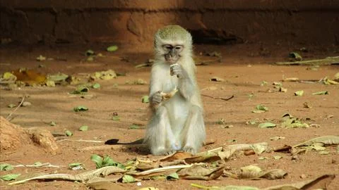 A monkey is sitting in the middle of a sandy ground Stock Photos