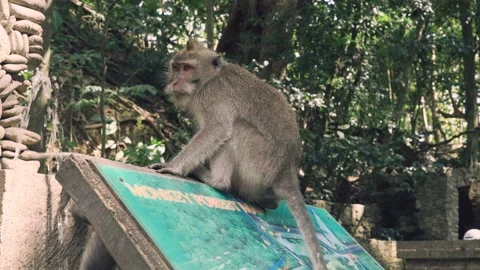 Monkey sitting on Monkey Forest sign Stock-Footage 86516866