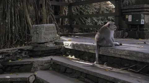 A monkey sitting in the monkey forest of Ubud, Bali Stock-Footage 129955243