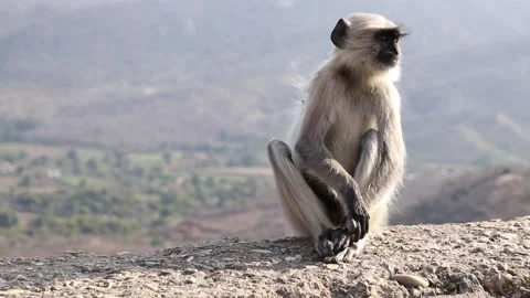 Monkey sitting on mount rock closeup. Stock Footage