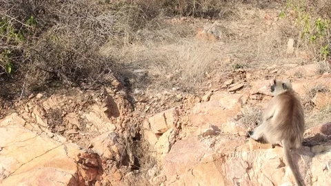 Monkey sitting on mount rock in sunlight. Stock Footage 170124550