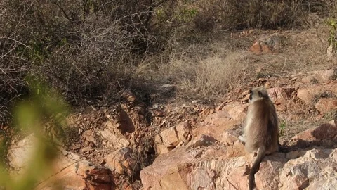 Monkey sitting on mountain rock. Stock Footage 170124622