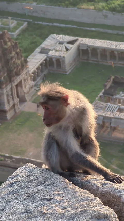 Monkey Sitting on Mountain Rock Overlooking Virupaksha Temple in Hampi, India. Stock Footage 296976268
