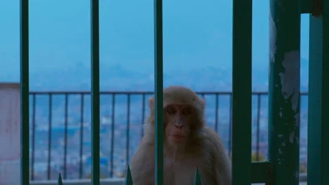 Monkey Sitting Next To Fence at Temple and Mountains in Kathmandu Nepal Asia Stock Footage 168598224