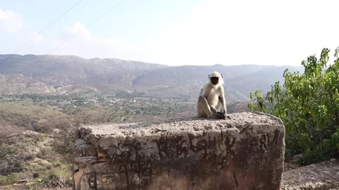 Monkey sitting on old wall with mountains. Stock Footage 170122136
