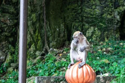 Monkey sitting on orange dome is scratching its nose in kuala lumpur, malaysia Stock Photos