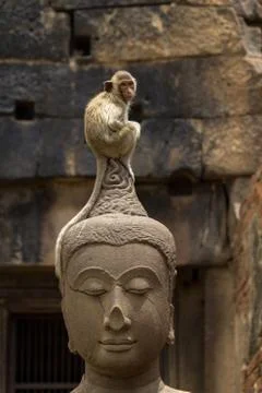 Monkey sitting perched on buddha head Stock Photos