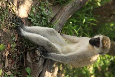 Monkey sitting Stock Photos