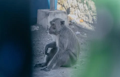 Monkey sitting. Stock Photos