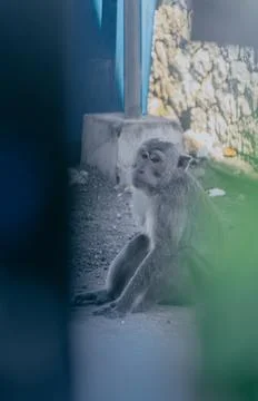 Monkey sitting. Stock Photos