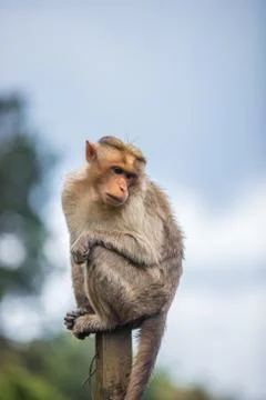 Monkey sitting on pole looking down Stock Photos