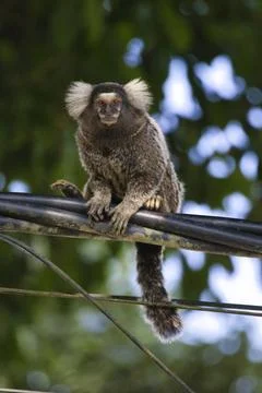 A monkey is sitting on a power line Stock Photos