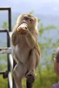 The monkey is sitting on the railing and drinking juice from a bottle Stock Photos