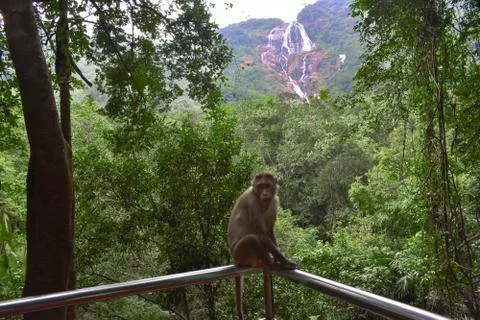 Monkey sitting on a railing behind a waterfall in goa Stock Photos
