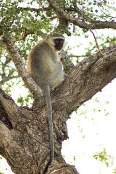 Monkey sitting on a ree looking at something Stock Photos