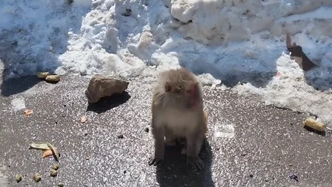 A Monkey sitting on road alongside snow Stock Footage 265679413