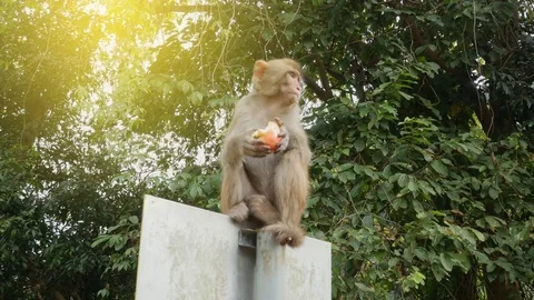 Monkey Sitting on a Road Sign and Eating an Apple Vidéo 73799378