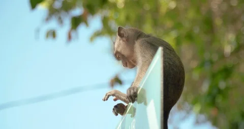 Monkey sitting on road sign, bali, indonesia, 4k Stock Footage 122223182