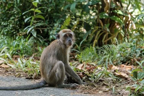 Monkey Sitting on Roadside Poses Stock Photos