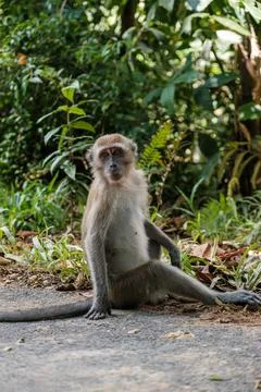 Monkey Sitting on Roadside Poses Stock Photos