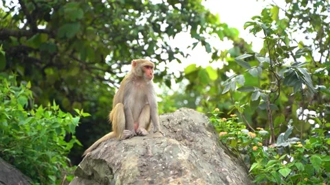 Monkey sitting on the rock Stock Footage 218280278