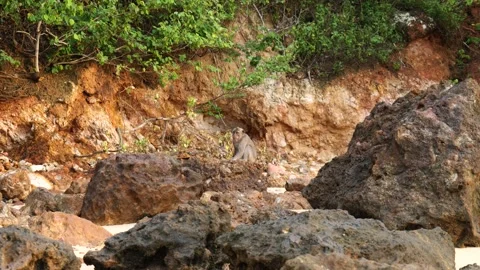 MONKEY SITTING ON ROCK Stock Footage 221303863