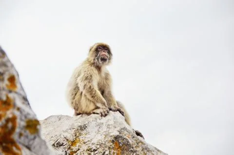 Monkey sitting on the rock. Gibraltar Monkey portrait. Stock Photos