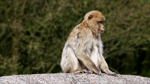 Monkey sitting on a rock, Macaca sylvanus   Stock Footage 82796247