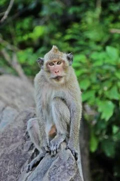 Monkey sitting on the rock Stock Photos