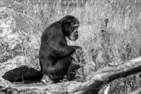 Monkey sitting on rock Stock Photos