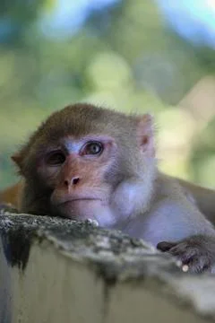 Monkey sitting on a rock 写真素材