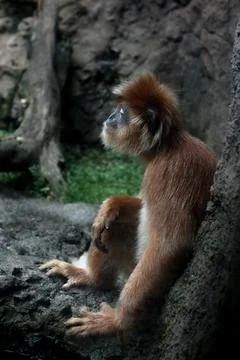 Monkey sitting on a rock Stock Photos
