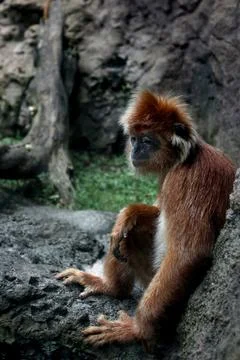 Monkey sitting on a rock Stock Photos