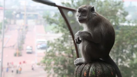 Monkey sitting on rock post with city in background Stock Footage 104417663