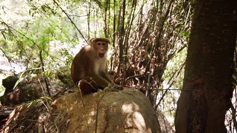 Monkey sitting on a rock in the shade of the jungle and yawns Stock Footage 76774902