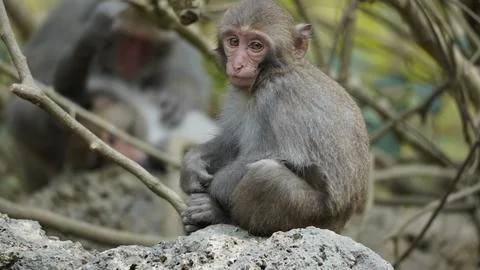 A monkey that is sitting on a rock in some trees Stock Photos
