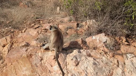 A monkey sitting on rock in summer. Stock Footage 170122273