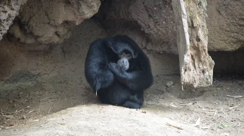 Monkey sitting in rocky shade Stock Footage 40366518