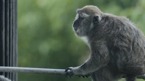 Monkey sitting on rod Stock Footage 108739720