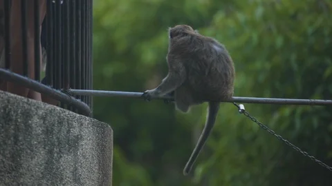 Monkey sitting on rod near railing Stock Footage 108739812