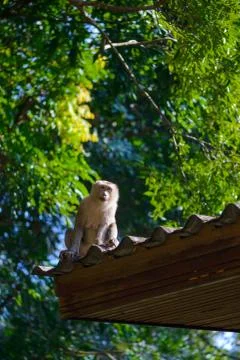 Monkey sitting on roof Fotos de archivo