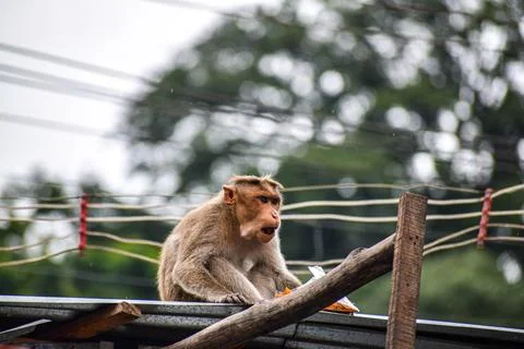 Monkey sitting on the roof Stock Photos