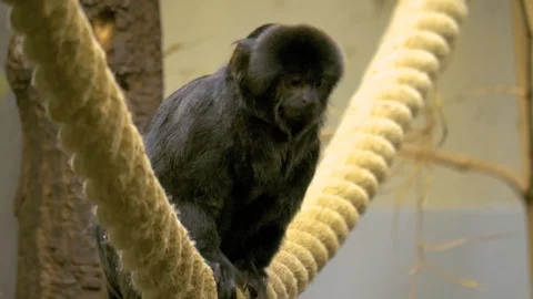 Monkey sitting on a rope climbs away Video stock 105365988