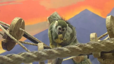 A monkey is sitting on a rope Stock Footage 329222136